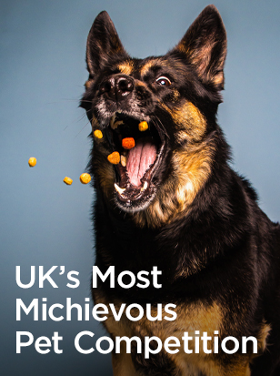 The UK&rsquo;s Most Mischievous Pet